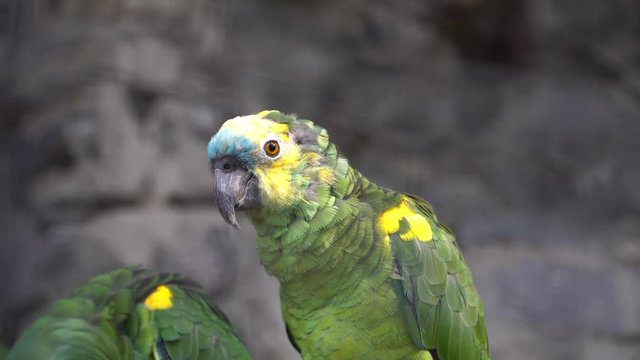 A couple of green jaco parrots cleaning their feathers
