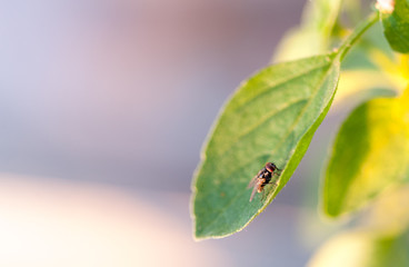 Mosca na natureza