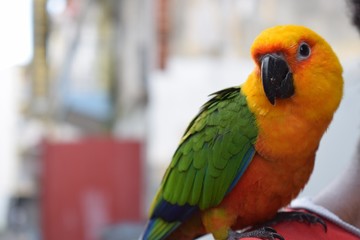 Oiseau de Martinique