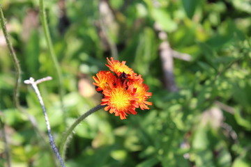Hawkweed