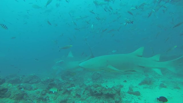 Sharks skim ocean floor, POV