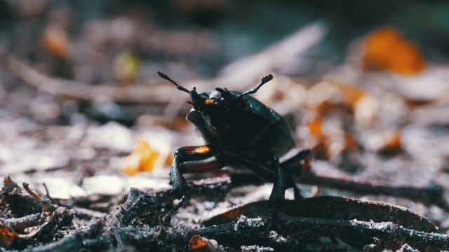 Beetle deer creeps on the ground. Black beetle bug crawls on fallen leaves on the ground macro close-up shot.