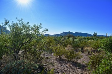 Fototapeta na wymiar Organ Pipe Cactus National Monument Landscape Arizona