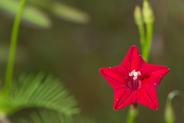 Cypress vine flowers © AK ST