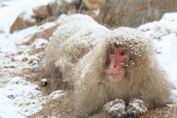 ニホンザル（snow monkey）