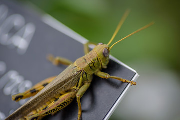 macro of green grasshopper