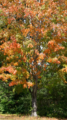 Autumn in Lebanon ME