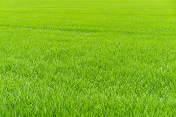 Naklejka na ściany i meble Green rice fields Textures