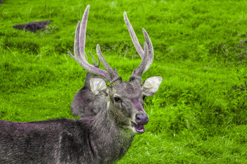 a deer in a meadow in the region of asia