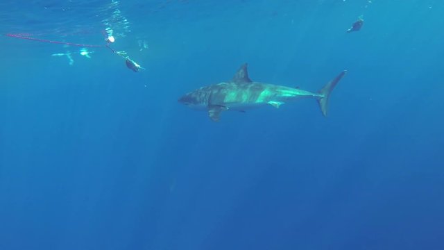 Shark swims after bait while divers photograph in cage, POV