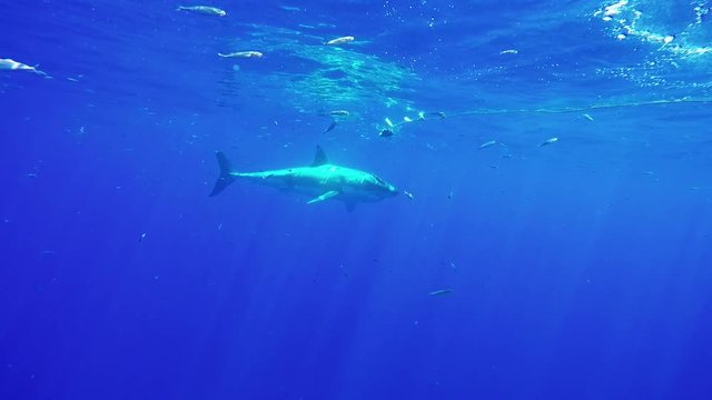 Bait lures great white shark in open ocean, POV
