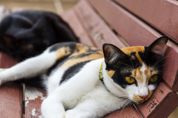 Macro of cat pet mammale animal