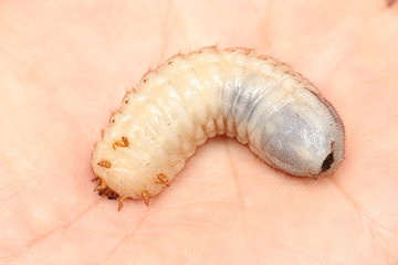 Dicronorhina derbyana