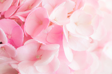 Fototapeta na wymiar Close up a group of pink and white Hydrangea.