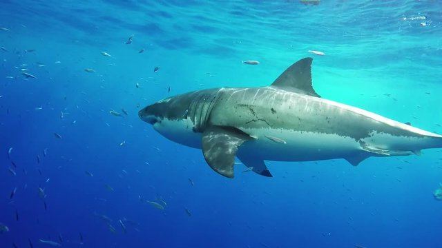 Great white shark swims by bait, POV