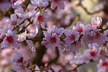 Beautiful peach blossom