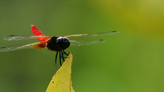 Dragonfly: Common Red Skimmer on leaf