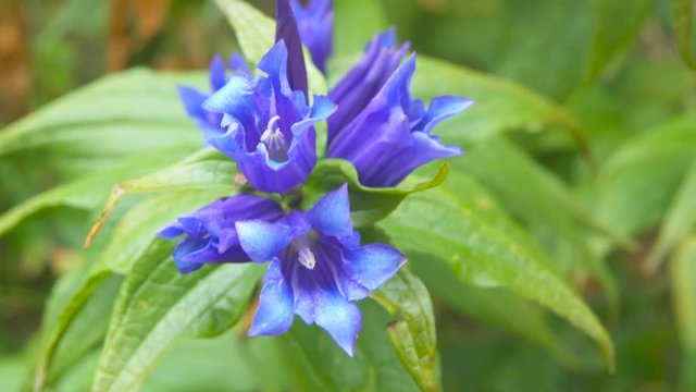 Gentian flower (Gentiana flower) close up in a field