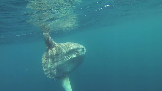 Giant sunfish swims near surface in Fiji, POV