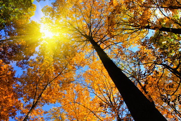 Autumn trees with sunlight