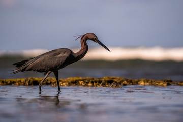 Fischreiher im karibischen Meer von Costa Rica