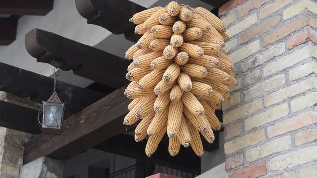 Zea mays Mielie Ma&iacute;z Corn 玉米 maize Treccia Ng&ocirc; di Braid Mais Porumb Flechten Fletning Trenza pannocchie Misri video Majs Granoturco Kukuřice set&aacute; intrecciato Spl&eacute;t&aacute;n&iacute; textiln&iacute;ch materi&aacute;lů Fl&auml;ta Spiga