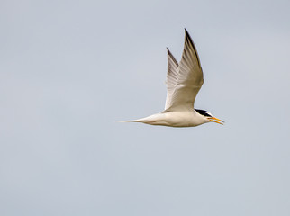 Terns catching prey and flying along the coastal regions in Singapore