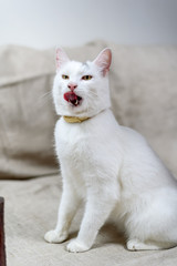 portrait of a white domestic cat