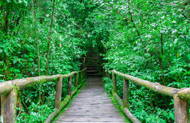 Old wood bridge in jungle after rainy day.