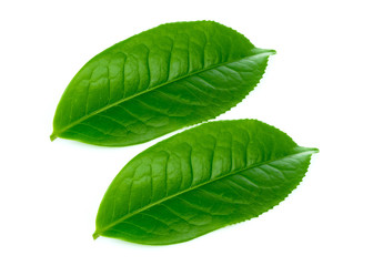 Fototapeta premium green tea leaf isolated on white