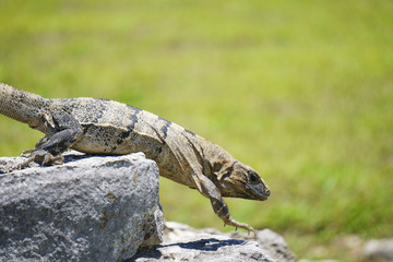 Large lizard descends from a rock in a hot sunny summer day