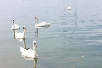 Ducks swim in Lake Vevey.