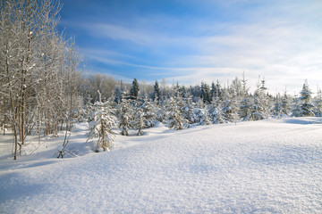 winter landscape with forest,snow and blue sky.