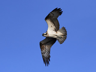 Osprey (Pandion haliaetus)