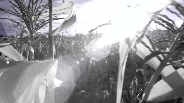 Steadicam shot pushing down a row of mature corn in a field.