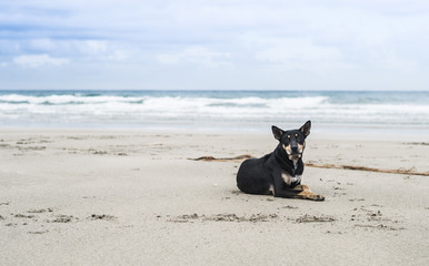 blak dog lays on the beach