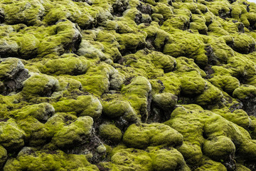Eldhraun lava field, Iceland,
