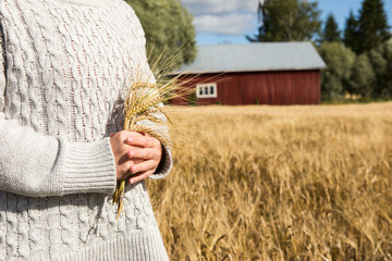 Farmer with branches of wheat in the hands on the background of the field