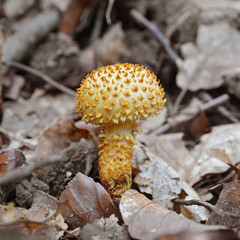 pholiota squarrosa mushroom