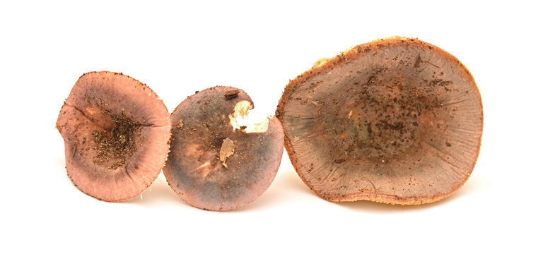 russula olivacea mushroom