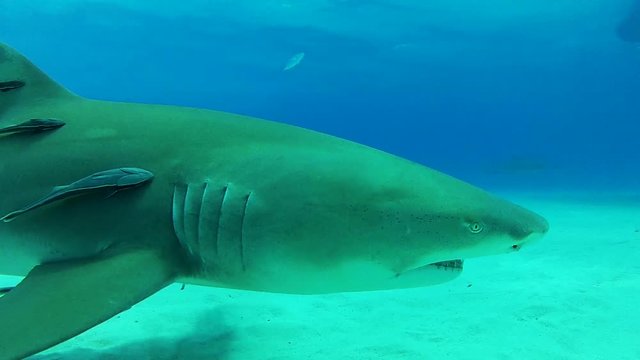 Lemon shark with remora swims underneath boat of scuba divers, POV