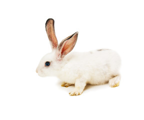 Obraz premium of rabbit