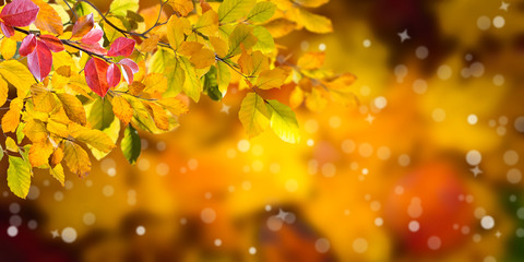 Nature autumn background