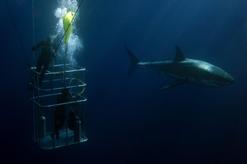 Fototapeta premium Nurkowie w klatce z żarłaczem białym pod wodą