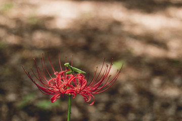 彼岸花とカマキリ