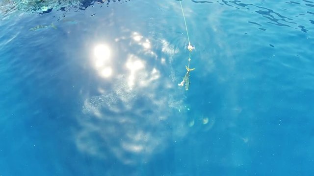 Great white shark attempts to bite bait at surface, Fiji
