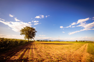 sunflowers field in a summer day