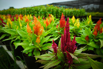 Hundreds flower view