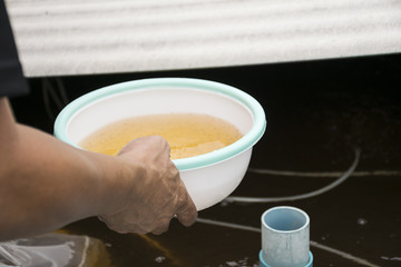 Larval shrimp in plastic bowl. Aquaculture animals.