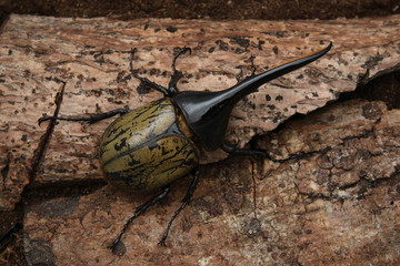 Dynastes hercules beetle